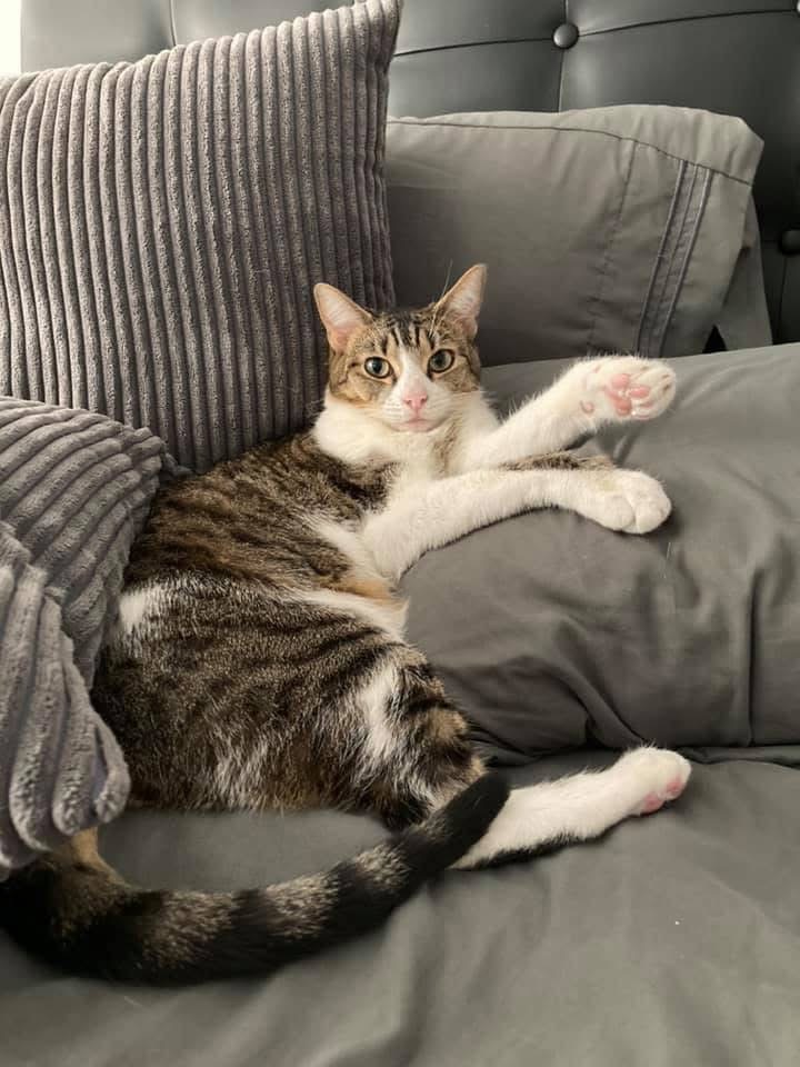 One of Brittney's cats lounging
